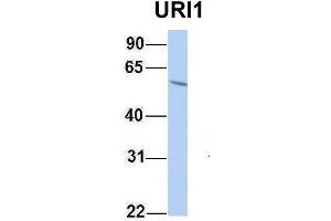 Host:  Rabbit  Target Name:  URI1  Sample Type:  HepG2  Antibody Dilution:  1. (URI1 anticorps  (Middle Region))