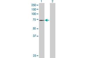 Lane 1: PTGS1 transfected lysate ( 68.