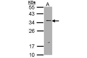 Western Blotting (WB) image for anti-Excision Repair Cross Complementing Polypeptide-1 (ERCC1) (AA 47-272) antibody (ABIN467448) (ERCC1 anticorps  (AA 47-272))