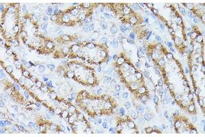 Immunohistochemistry of paraffin-embedded Rat kidney using PPP2CB Polyclonal Antibody at dilution of 1:100 (40x lens). (PPP2CB anticorps)