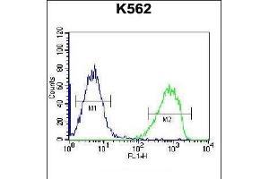 SPINK8 Antibody (C-term) (ABIN656529 and ABIN2845794) flow cytometric analysis of K562 cells (right histogram) compared to a negative control cell (left histogram).