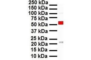WB Suggested Anti-CITED1 antibody Titration: 1 ug/mL Sample Type: Human HepG2
