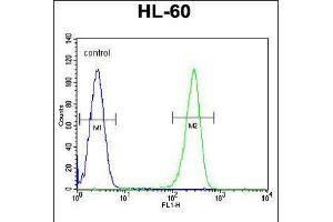 Flow cytometric analysis of HL-60 cells (right histogram) compared to a negative control cell (left histogram). (OR2W3 anticorps  (C-Term))