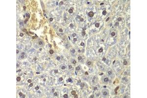 Immunohistochemistry of paraffin-embedded Mouse liver using RPL5 Polyclonal Antibody at dilution of 1:200 (40x lens). (RPL5 anticorps)