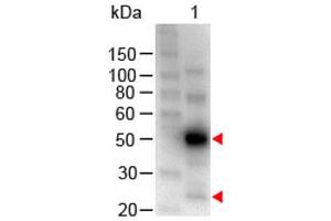 Western Blot of Chicken anti-Human IgG (H&L) Antibody Peroxidase Conjugated. (Poulet anti-Humain IgG (Heavy & Light Chain) Anticorps (HRP))