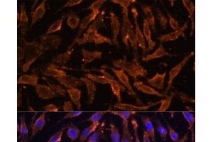 Immunofluorescence analysis of L929 cells using TNFRSF11A Polyclonal Antibody at dilution of 1:100 (40x lens). (TNFRSF11A anticorps)