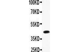 Anti- CEBP Beta Picoband antibody, Western blotting All lanes: Anti CEBP Beta  at 0.