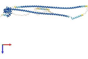 AlphaFold protein structure predicition of Mouse Recombinant Card9 Protein, UniprotID A2AIV8