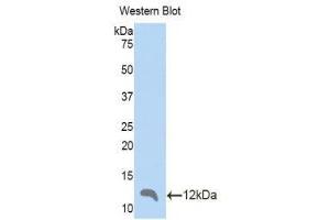 Western Blotting (WB) image for anti-Chemokine (C-C Motif) Ligand 4 (CCL4) (AA 24-92) antibody (ABIN1859831) (CCL4 anticorps  (AA 24-92))