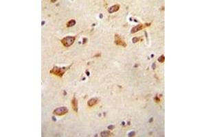 Formalin fixed and paraffin embedded human brain tissue reacted with GFRAL Antibody (C-term) followed by peroxidase conjugation of the secondary antibody and DAB staining. (GFRAL anticorps  (C-Term))