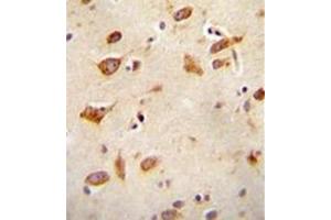Formalin fixed and paraffin embedded human brain tissue reacted with GFRAL Antibody (C-term) followed by peroxidase conjugation of the secondary antibody and DAB staining. (GFRAL anticorps  (C-Term))