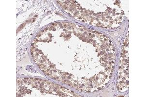 ABIN6266915 at 1/100 staining human testis tissue sections by IHC-P.