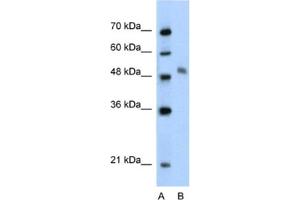 Western Blotting (WB) image for anti-Myb-Like Protein 1 (MYBL1) antibody (ABIN2460541) (MYBL1 anticorps)