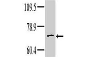Western blot analysis of TNK1 polyclonal antibody  in HeLa cell line lysate. (TNK1 anticorps  (Internal Region))