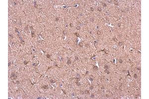 IHC-P Image HSP90 beta antibody [N2C2], Internal detects HSP90 beta protein at cytosol on rat hind brain by immunohistochemical analysis.