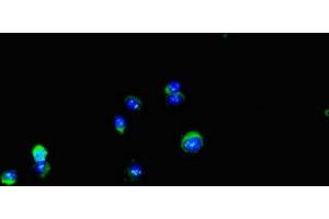 Immunofluorescent analysis of Hela cells using ABIN7150136 at dilution of 1:100 and Alexa Fluor 488-congugated AffiniPure Goat Anti-Rabbit IgG(H+L) (DDIT4L anticorps  (AA 1-163))