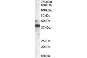 ABIN2561410 staining (0. (ZBTB24 anticorps  (C-Term))