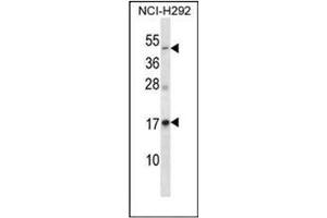 Western blot analysis of RAMP3 Antibody  in NCI-H292 cell line lysates (35ug/lane).