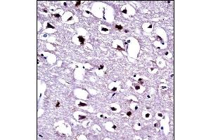 EEF1A1 Antibody (C-term) ((ABIN390521 and ABIN2840873))immunohistochemistry analysis in formalin fixed and paraffin embedded human brain tissue followed by peroxidase conjugation of the secondary antibody and DAB staining. (eEF1A1 anticorps  (C-Term))