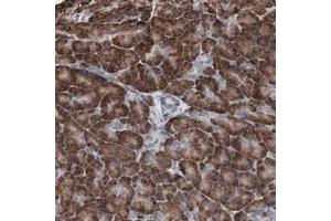 Immunohistochemical staining of human pancreas with CDH9 polyclonal antibody  shows strong cytoplasmic positivity in exocrine glandular cells at 1:50-1:200 dilution. (Cadherin 9 anticorps)