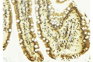 ABIN6276686 at 1/100 staining Mouse colon tissue by IHC-P. (Clusterin anticorps  (Internal Region))