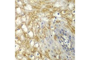 Immunohistochemistry of paraffin-embedded human esophagus using MYO1C antibody.