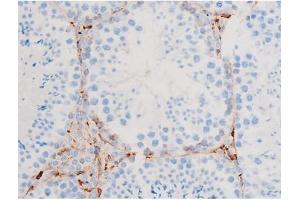 ABIN6267523 at 1/200 staining Mouse testis tissue sections by IHC-P.