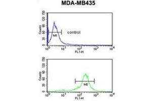 C19orf26 Antibody (Center) flow cytometric analysis of MDA-MB435 cells (bottom histogram) compared to a negative control cell (top histogram). (C19orf26 anticorps  (Middle Region))