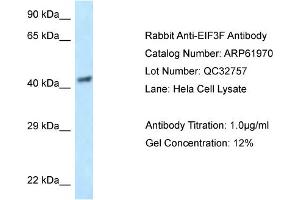 Western Blotting (WB) image for anti-Eukaryotic Translation Initiation Factor 3 Subunit F (EIF3F) (N-Term) antibody (ABIN786527) (EIF3F anticorps  (N-Term))