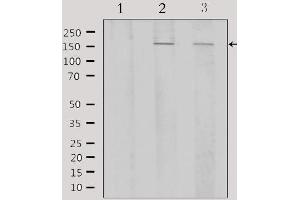 Western blot analysis of extracts from various samples, using ATF7 Antibody.