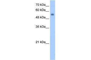 WB Suggested Anti-UGT3A2 Antibody Titration:  2. (UGT3A2 anticorps  (N-Term))