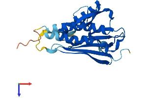 AlphaFold protein structure predicition of Mouse Recombinant Mad2l2 Protein, UniprotID Q9D752