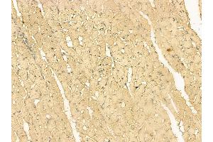 WFDC1 Mouse Monoclonal Antibody at 1/100 staining rat heart tissue by IHC-P.