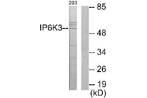 Immunohistochemistry analysis of paraffin-embedded human brain tissue using IP6K3 antibody. (IP6K3 anticorps)