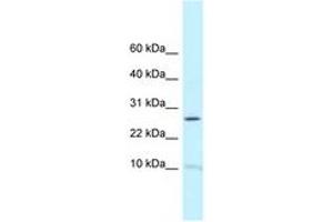 Image no. 1 for anti-Ribosomal Protein L39 (RPL39) (C-Term) antibody (ABIN6747647) (RPL39 anticorps  (C-Term))