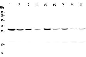 Western blot analysis of 14-3-3 zeta/delta using anti-14-3-3 zeta/delta antibody . (14-3-3 zeta anticorps)