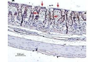 Expression of Bestrophin-2 in rat colon - Immunohistochemical staining of rat colon paraffin embedded sections using Anti-Bestrophin-2 (extracellular) Antibody (ABIN7042965 and ABIN7043936), (1:100), (brown). (Bestrophin 2 anticorps  (3rd Extracellular Loop))