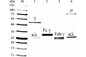 SDS-PAGE of Goat IgG F(c) Fragment Rhodamine Conjugated . (Chèvre IgG isotype control (Rhodamine))
