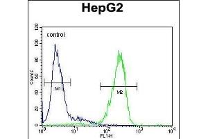 LMF2 Antibody (C-term) (ABIN654854 and ABIN2844517) flow cytometric analysis of HepG2 cells (right histogram) compared to a negative control cell (left histogram).