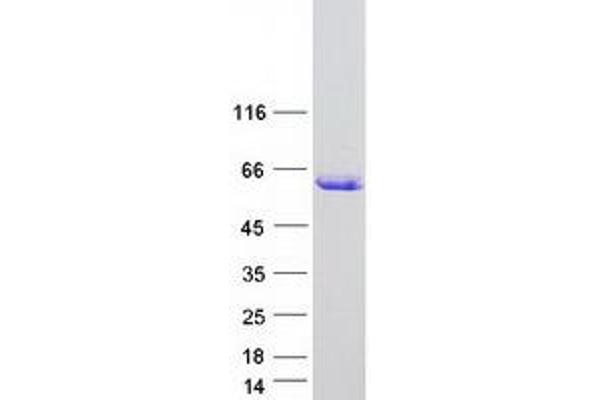 ARID3C Protein (Myc-DYKDDDDK Tag)