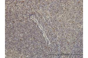 Immunoperoxidase of monoclonal antibody to GNAI1 on formalin-fixed paraffin-embedded human tonsil.