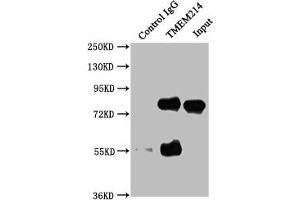 Immunoprecipitating TMEM214 in HepG2 whole cell lysate Lane 1: Rabbit control IgG instead of ABIN7173147 in HepG2 whole cell lysate. (TMEM214 anticorps  (AA 2-236))