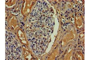 IHC image of ABIN7144092 diluted at 1:800 and staining in paraffin-embedded human kidney tissue performed on a Leica BondTM system.