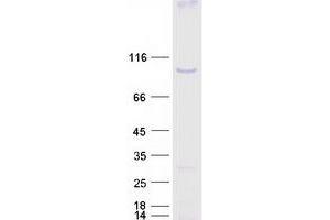 Validation with Western Blot