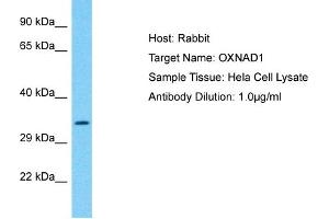 Host: Rabbit Target Name: OXNAD1 Sample Type: Hela Whole Cell lysates Antibody Dilution: 1. (OXNAD1 anticorps  (C-Term))
