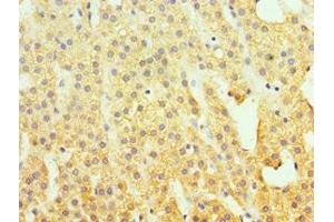 Immunohistochemistry of paraffin-embedded human adrenal gland tissue using ABIN7155529 at dilution of 1:100