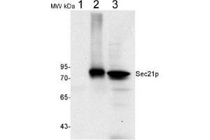 Image no. 2 for anti-Coatomer subunit gamma (SEC21) antibody (ABIN249385) (SEC21 anticorps)