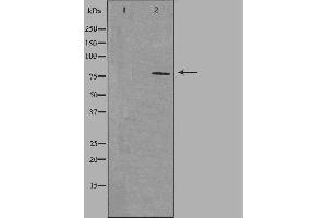 Western blot analysis of extracts from HepG2 cells using NEK5 antibody.