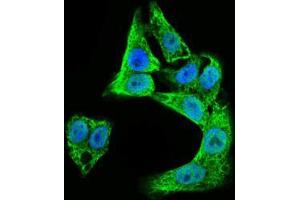 Immunofluorescence analysis of HepG2 cells using DCX mouse mAb (green).