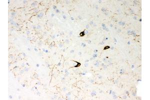 Anti- Neuropeptide Y Picoband antibody,IHC(P) IHC(P): Mouse Brain Tissue